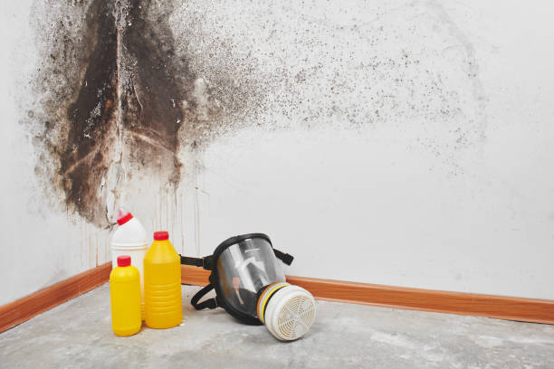 Best Black Mold Removal  in Coaldale, PA