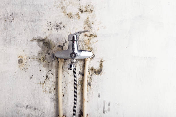 Coaldale, PA Mold Removal Company