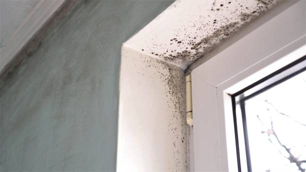 Best Local Mold Removal Service  in Coaldale, PA