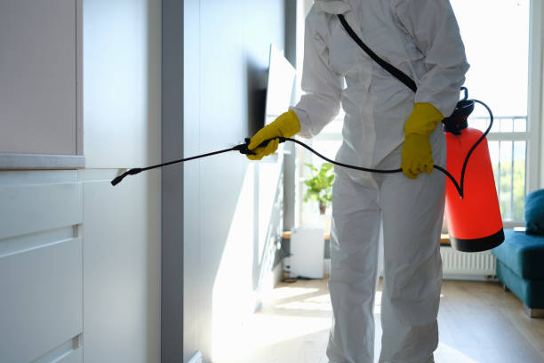 Best Attic Mold Removal  in Coaldale, PA