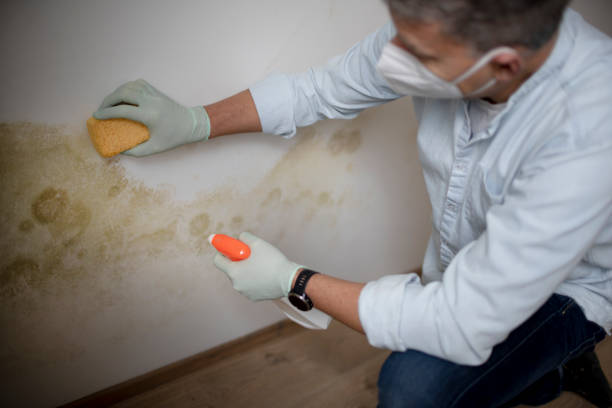Best Crawl Space Mold Removal  in Coaldale, PA