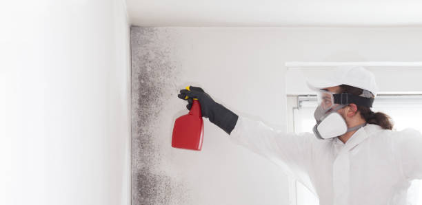 Best Certified Mold Removal  in Coaldale, PA