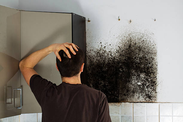 Best Mold Cleaning Services  in Coaldale, PA