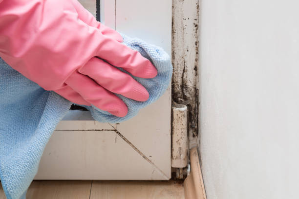 Best Residential Mold Removal  in Coaldale, PA