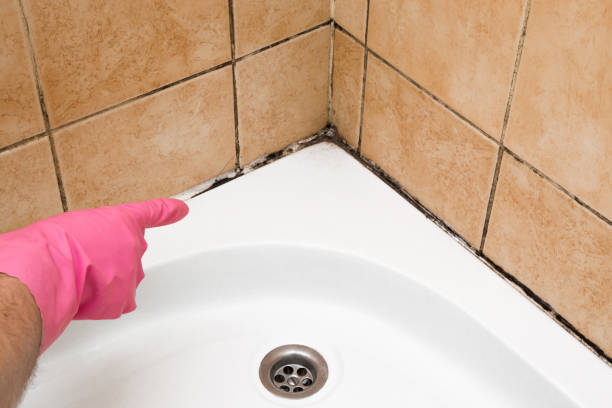 Best Same-Day Mold Removal  in Coaldale, PA